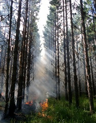 L’UE vient en aide à l’Amérique du Sud pour combattre les feux de forêt