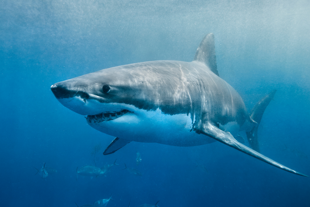 La Commission lance une consultation publique sur la protection des requins et de leurs écosystèmes