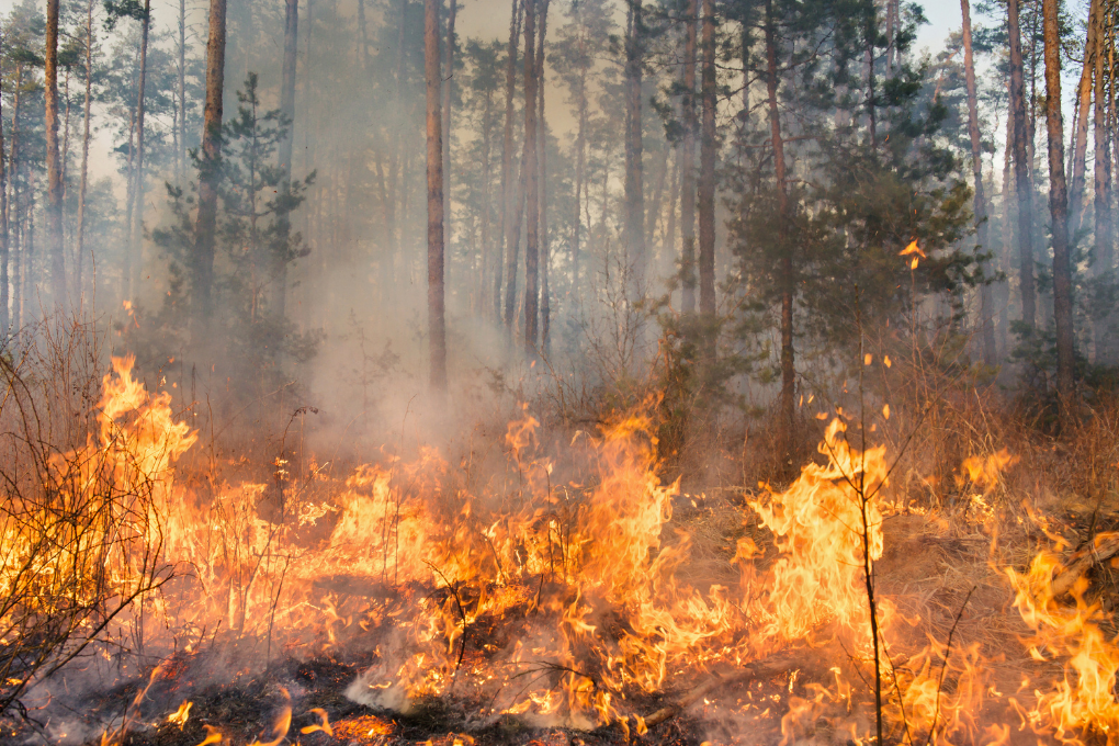 L’UE mobilise son aide pour lutter contre les incendies de forêt à Chypre