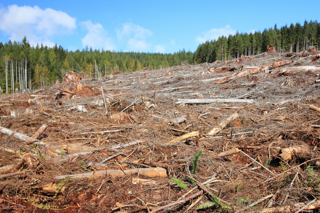 Déforestation : la Commission publie un classement mondial