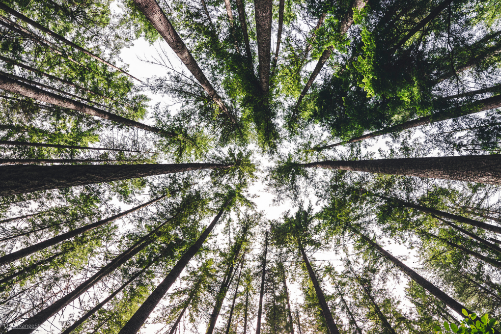 Rapport 2025 sur la mise en œuvre de la politique environnementale dans l’UE 