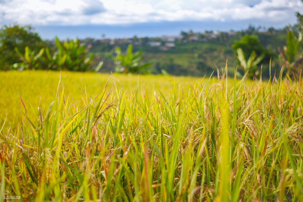 Perspectives agricoles 2025-2035 : l’agriculture de l’UE devrait maintenir un niveau élevé de productivité