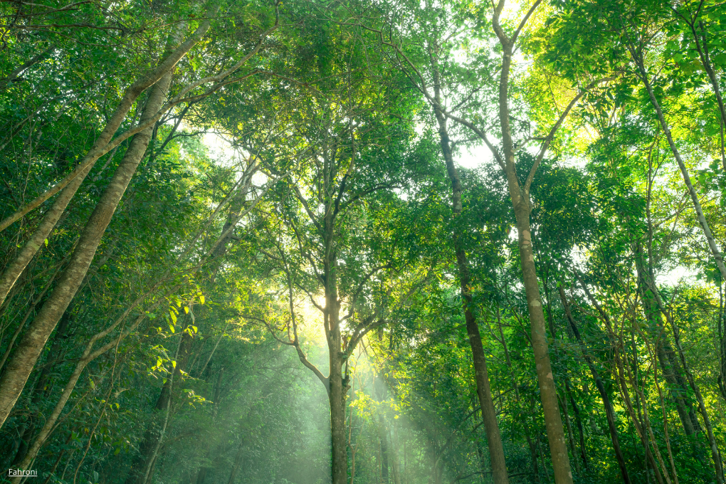 La Commission en bonne voie pour atteindre ses objectifs de neutralité climatique à l’horizon 2030