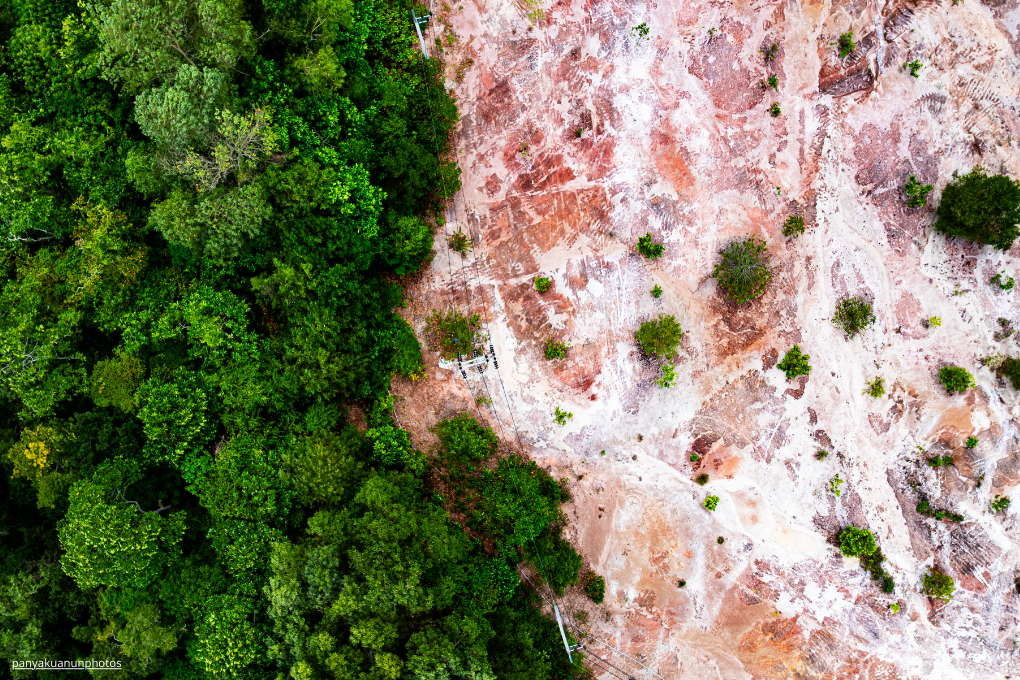 Déforestation : le Parlement opte pour le report et la simplification